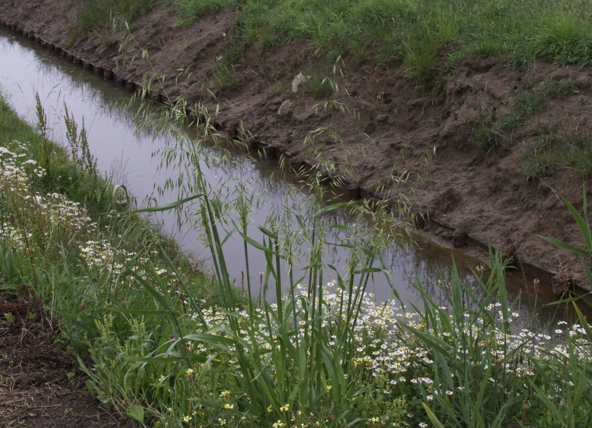 Avena sativa (door Peter Meininger)