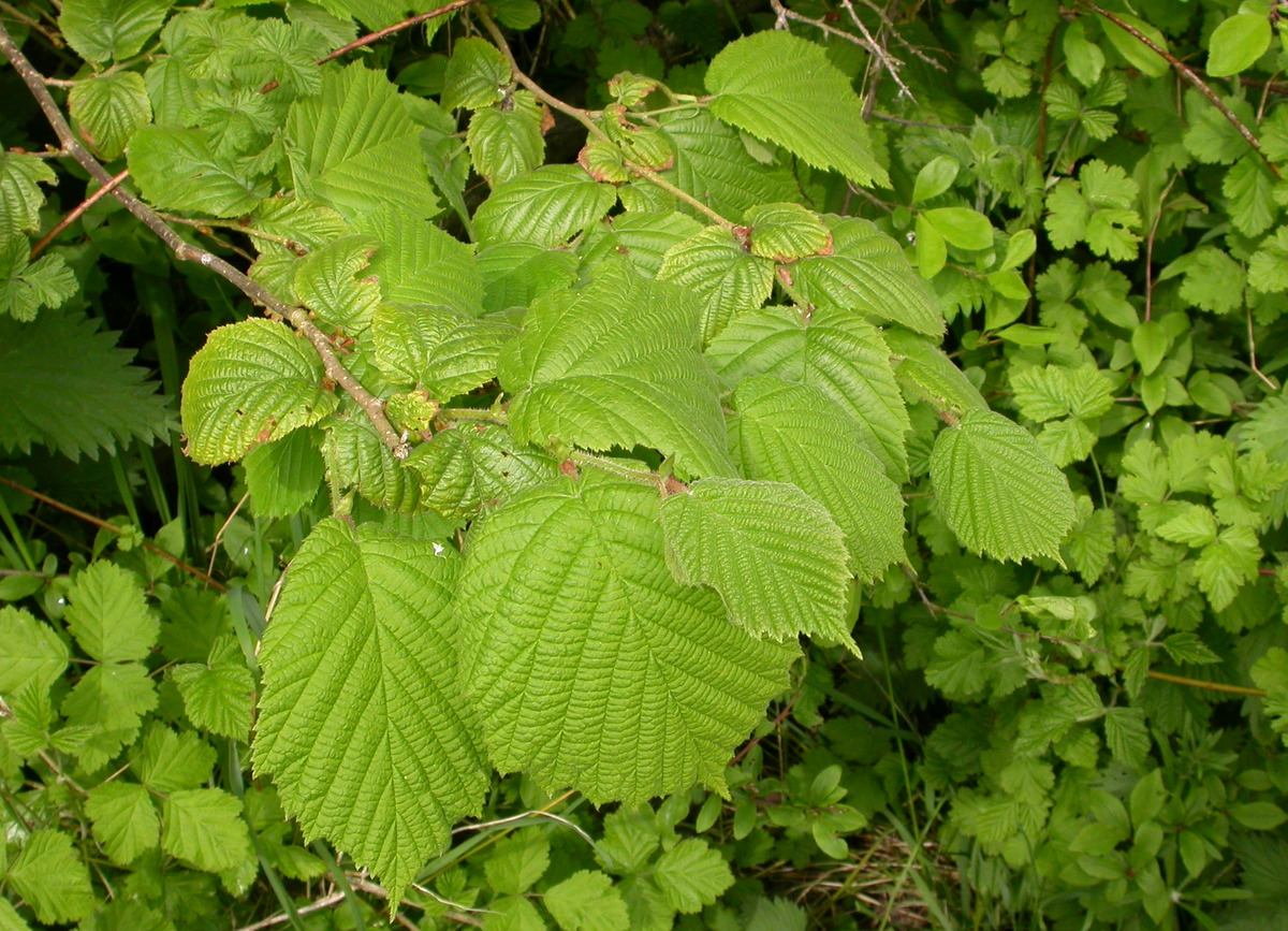 Corylus avellana (door Peter Meininger)