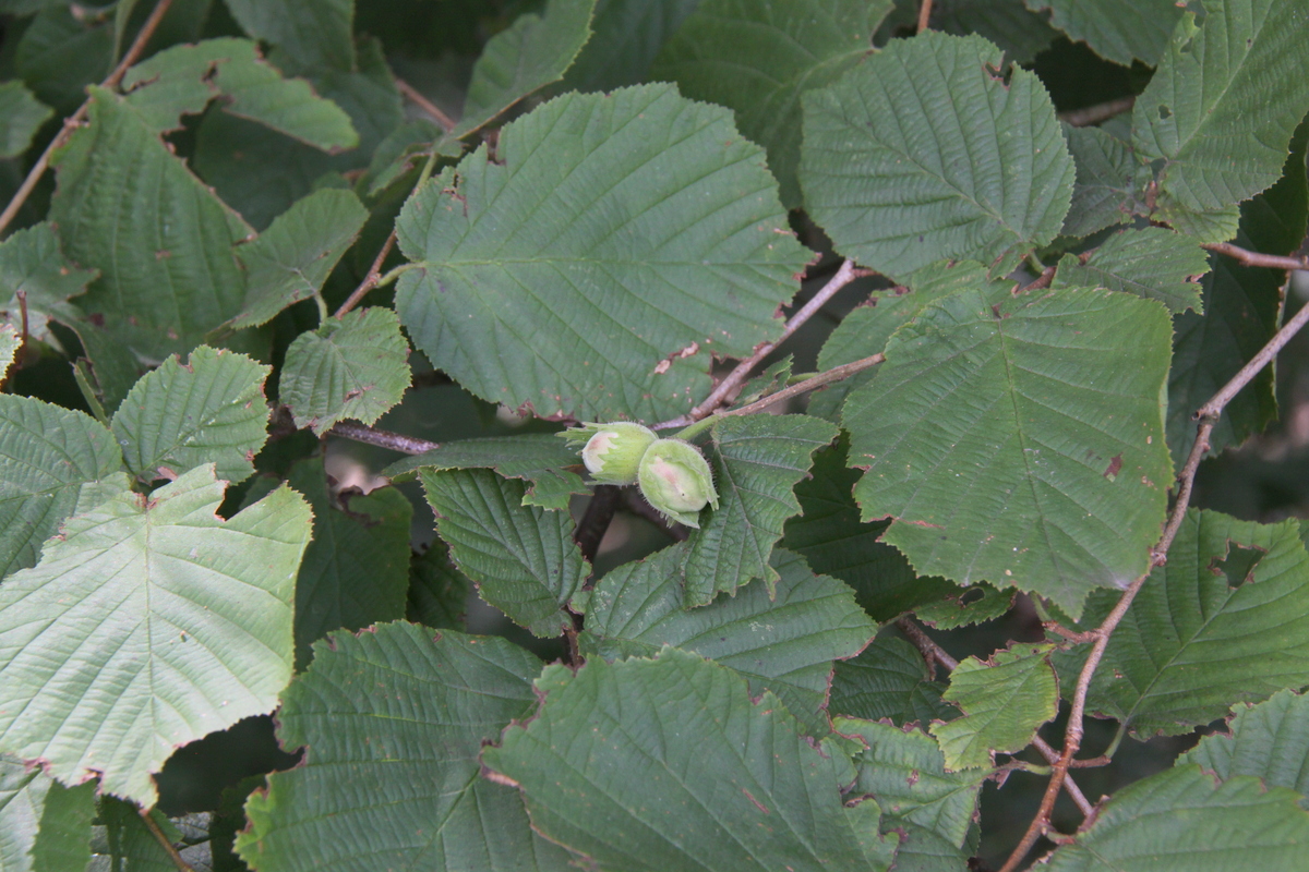 Corylus avellana (door Peter Meininger)