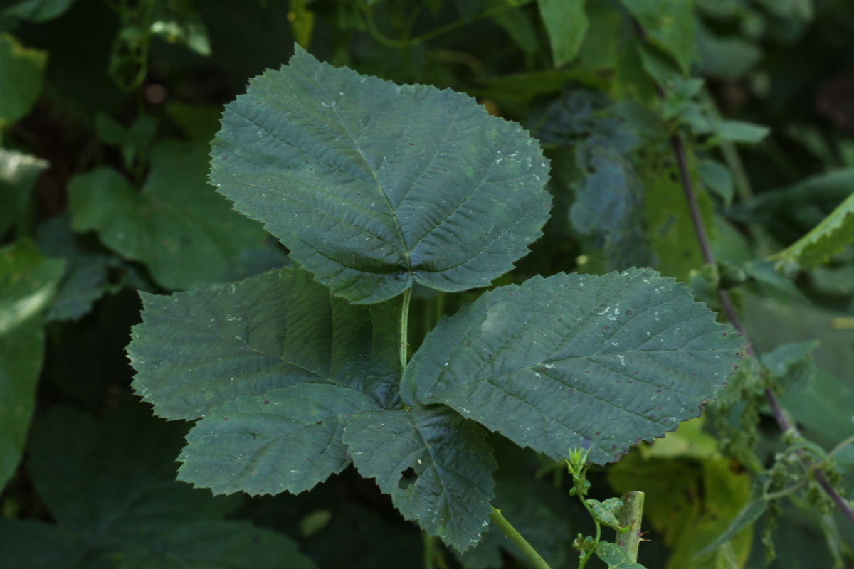 Rubus sect. Corylifolii (door Peter Meininger)