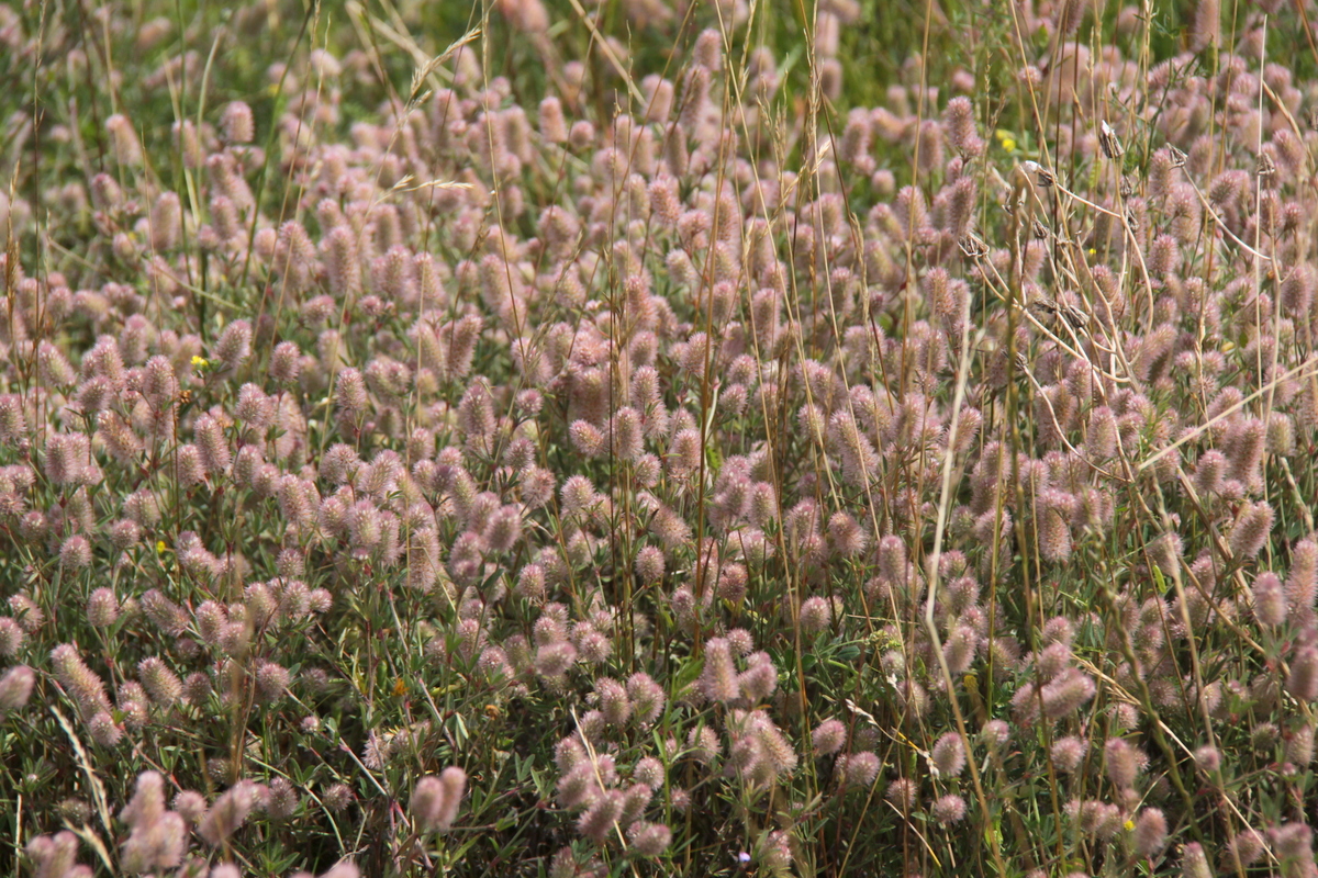 Trifolium arvense (door Peter Meininger)