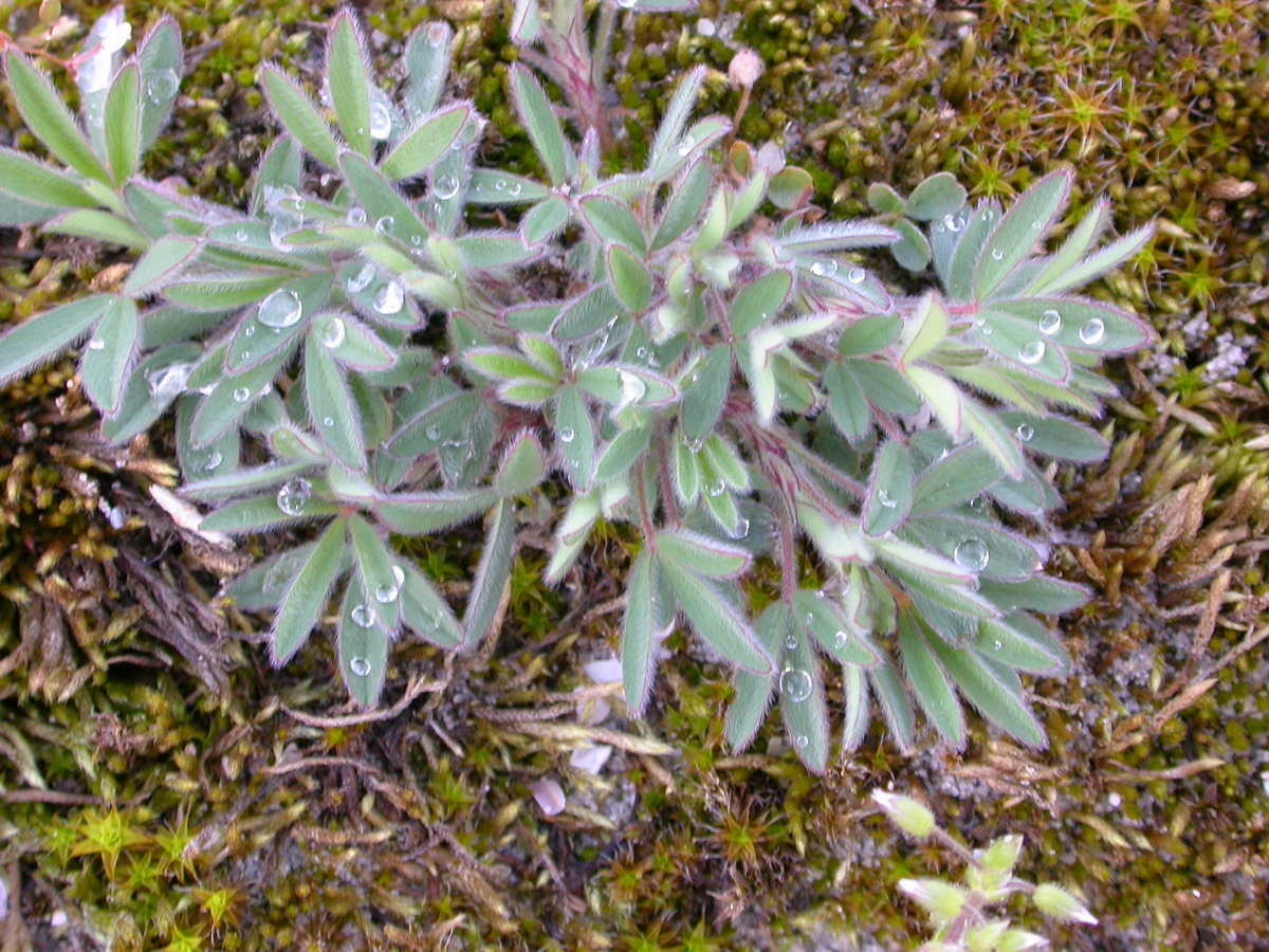 Trifolium arvense (door Peter Meininger)