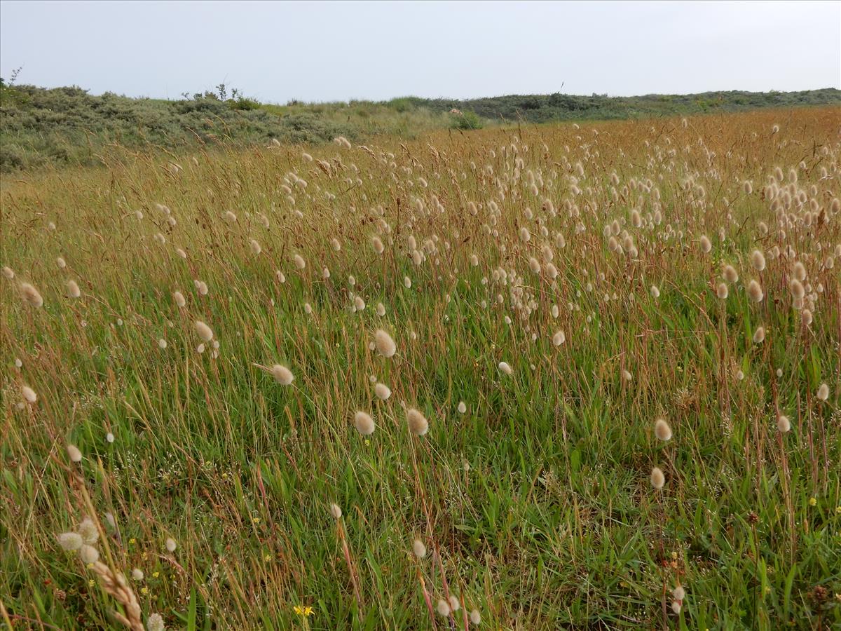 Lagurus ovatus (door Peter Meininger)