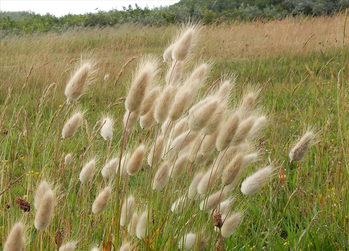 Lagurus ovatus (door Peter Meininger)