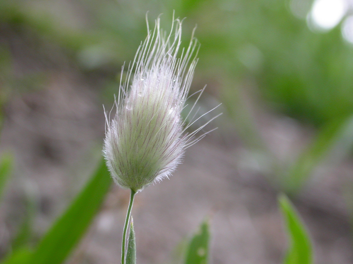 Lagurus ovatus (door Peter Meininger)