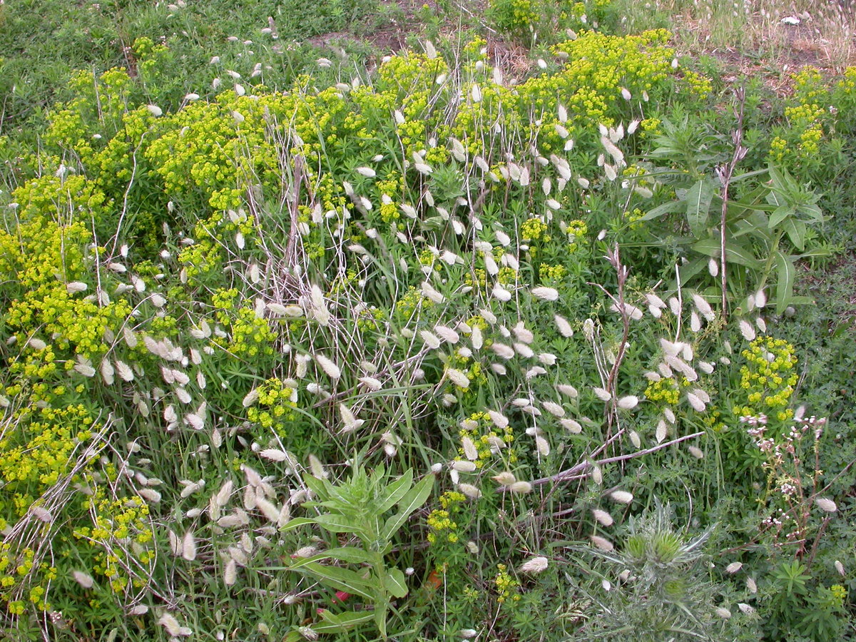 Lagurus ovatus (door Peter Meininger)