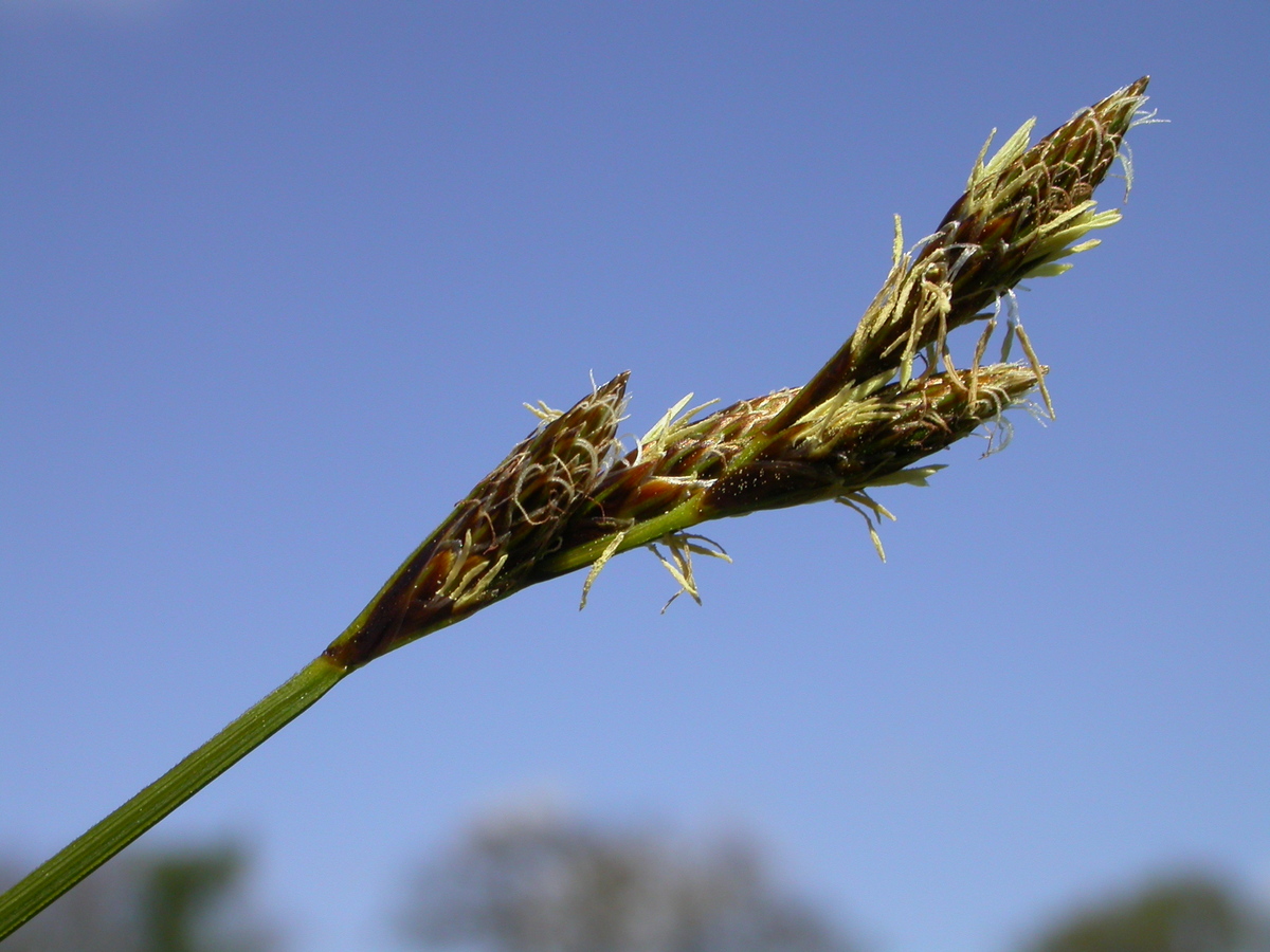 Carex leporina (door Peter Meininger)