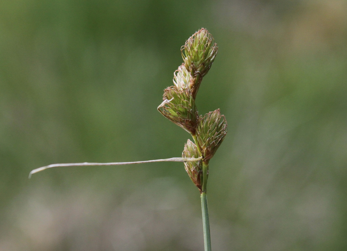 Carex leporina (door Peter Meininger)