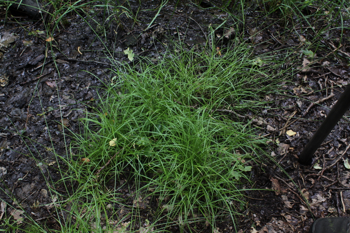 Carex leporina (door Peter Meininger)