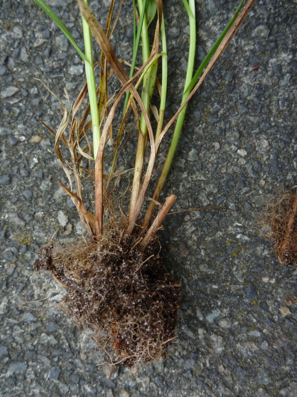 Carex leporina (door Cor Nonhof)