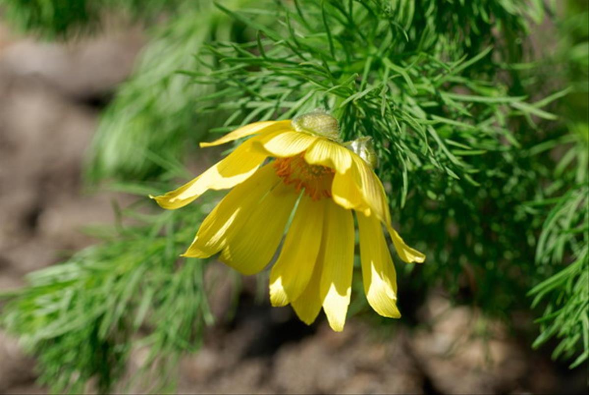 Adonis vernalis (door Bert de Vette)