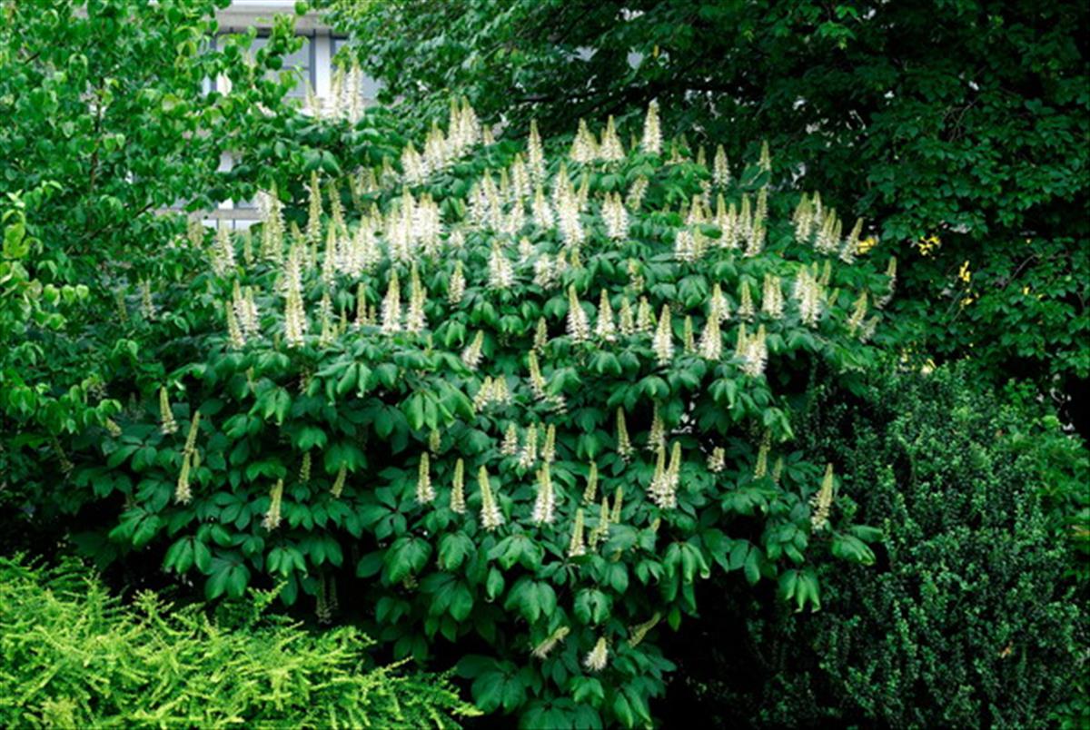 Aesculus parviflora (door Bert de Vette)