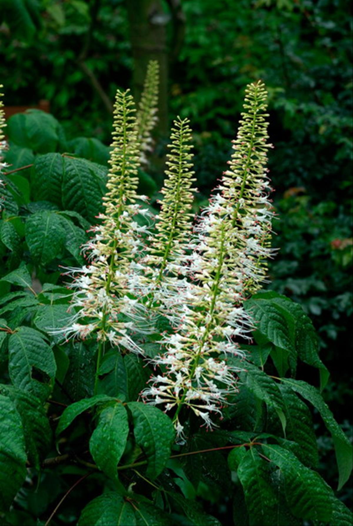 Aesculus parviflora (door Bert de Vette)