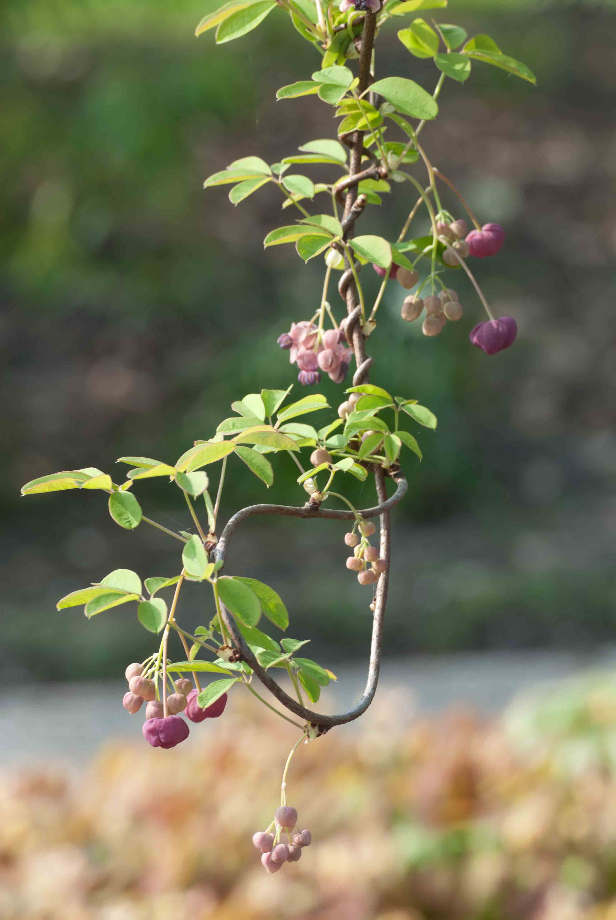 Akebia quinata (door Bert de Vette)