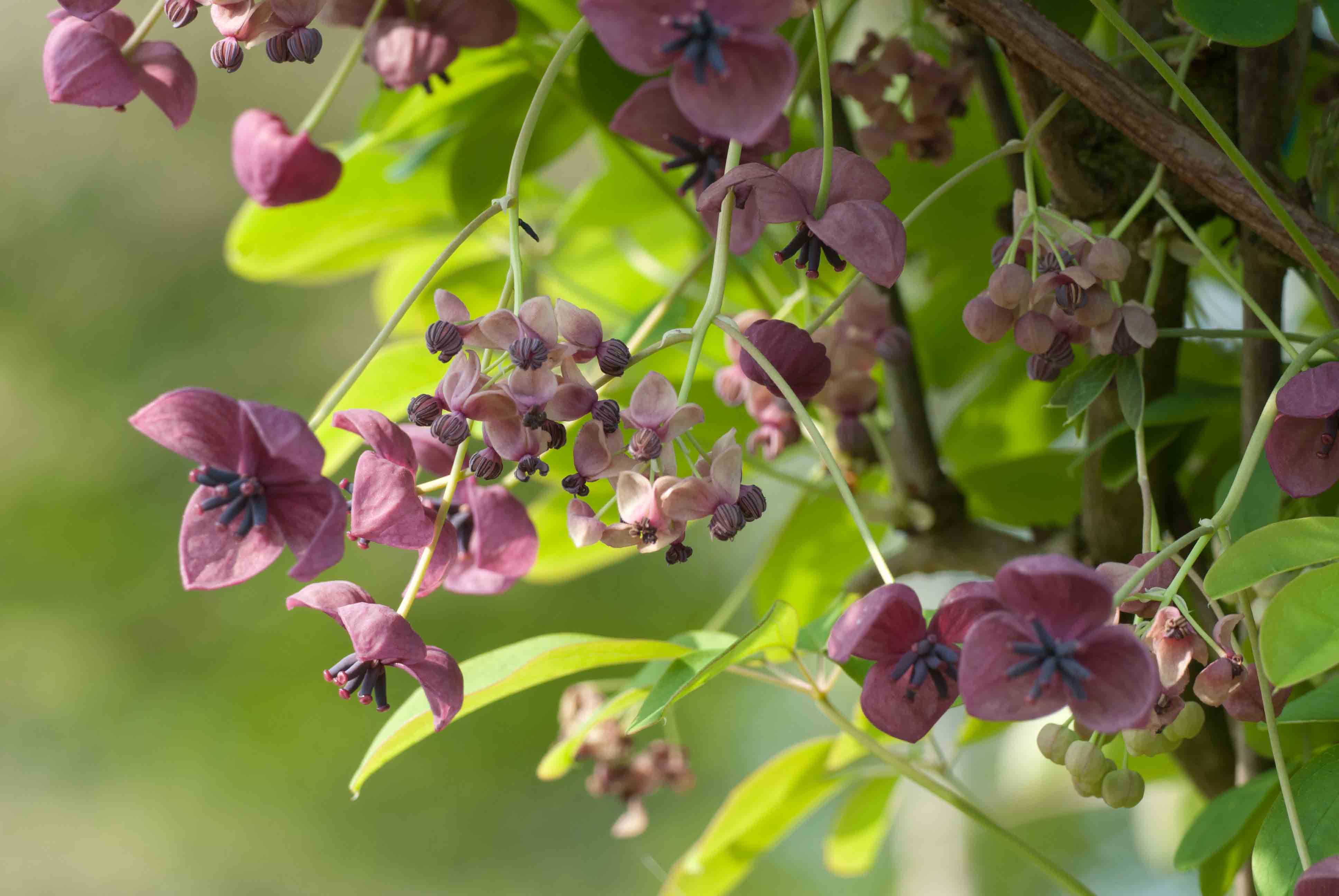 Akebia quinata (door Bert de Vette)