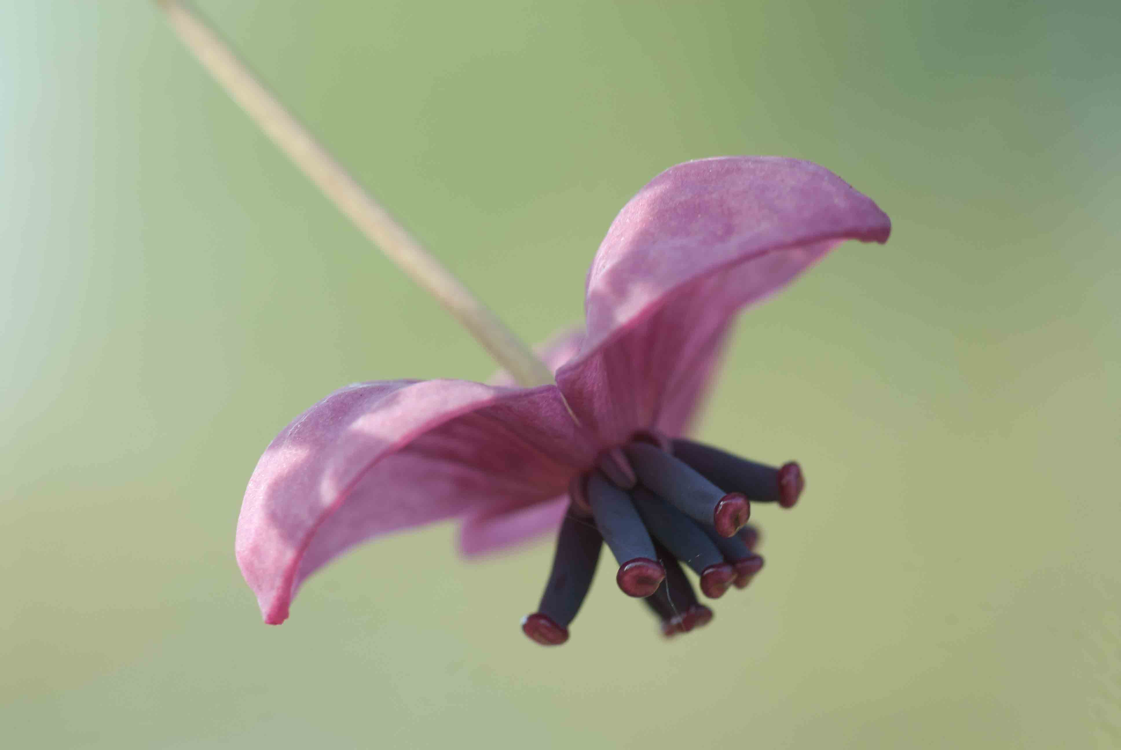 Akebia quinata (door Bert de Vette)