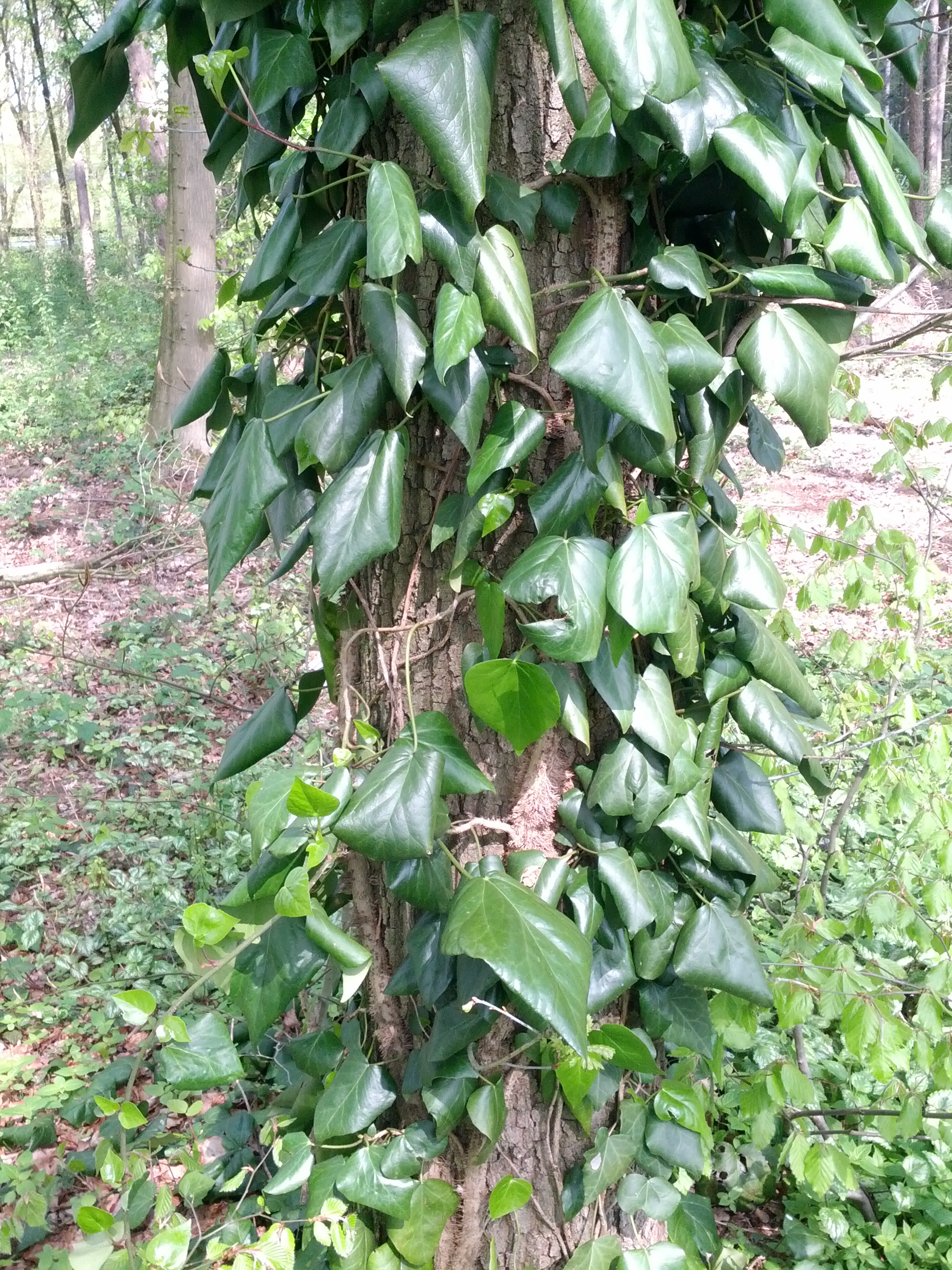 Hedera colchica (door Ruud Beringen)