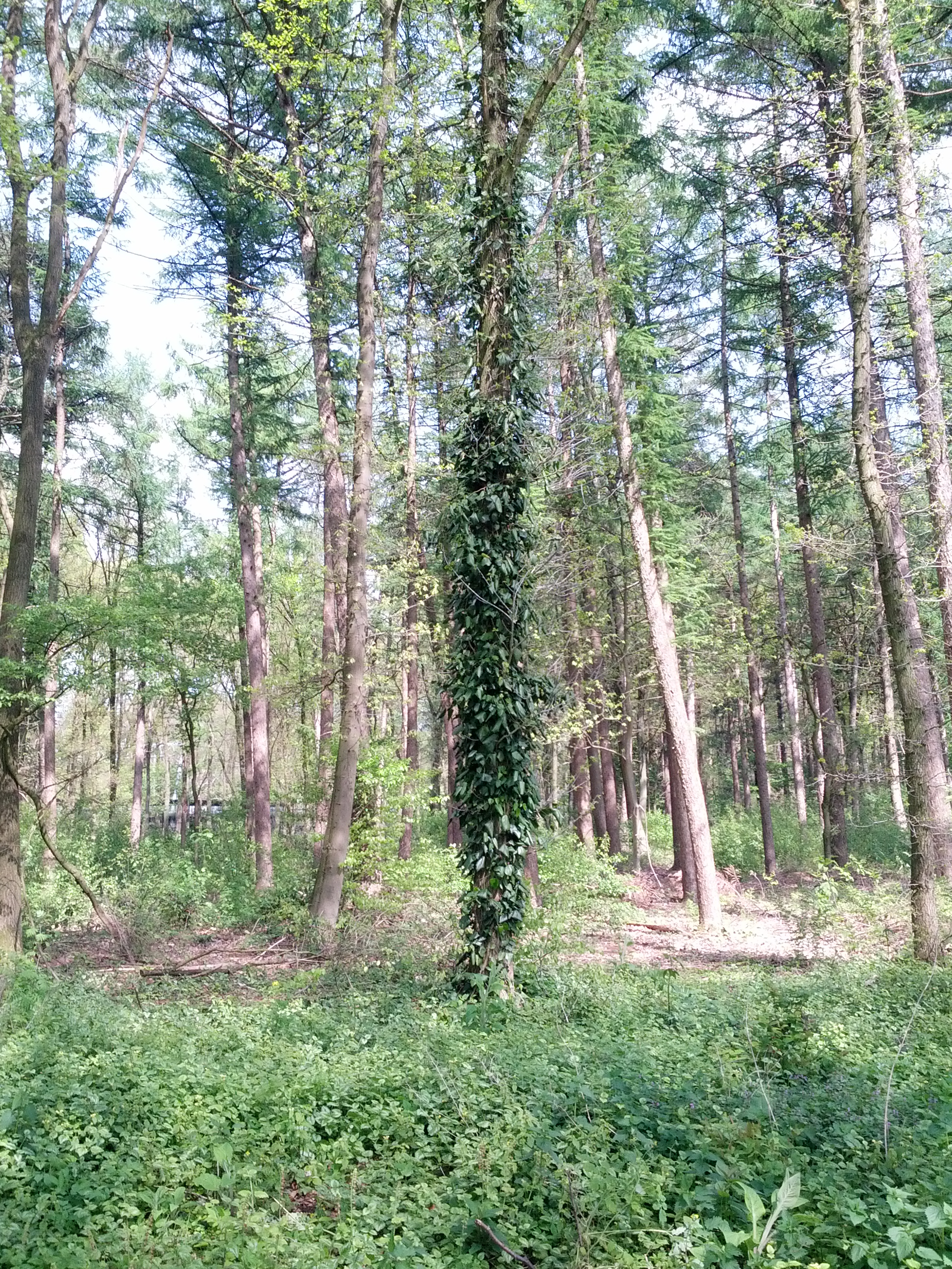 Hedera colchica (door Ruud Beringen)