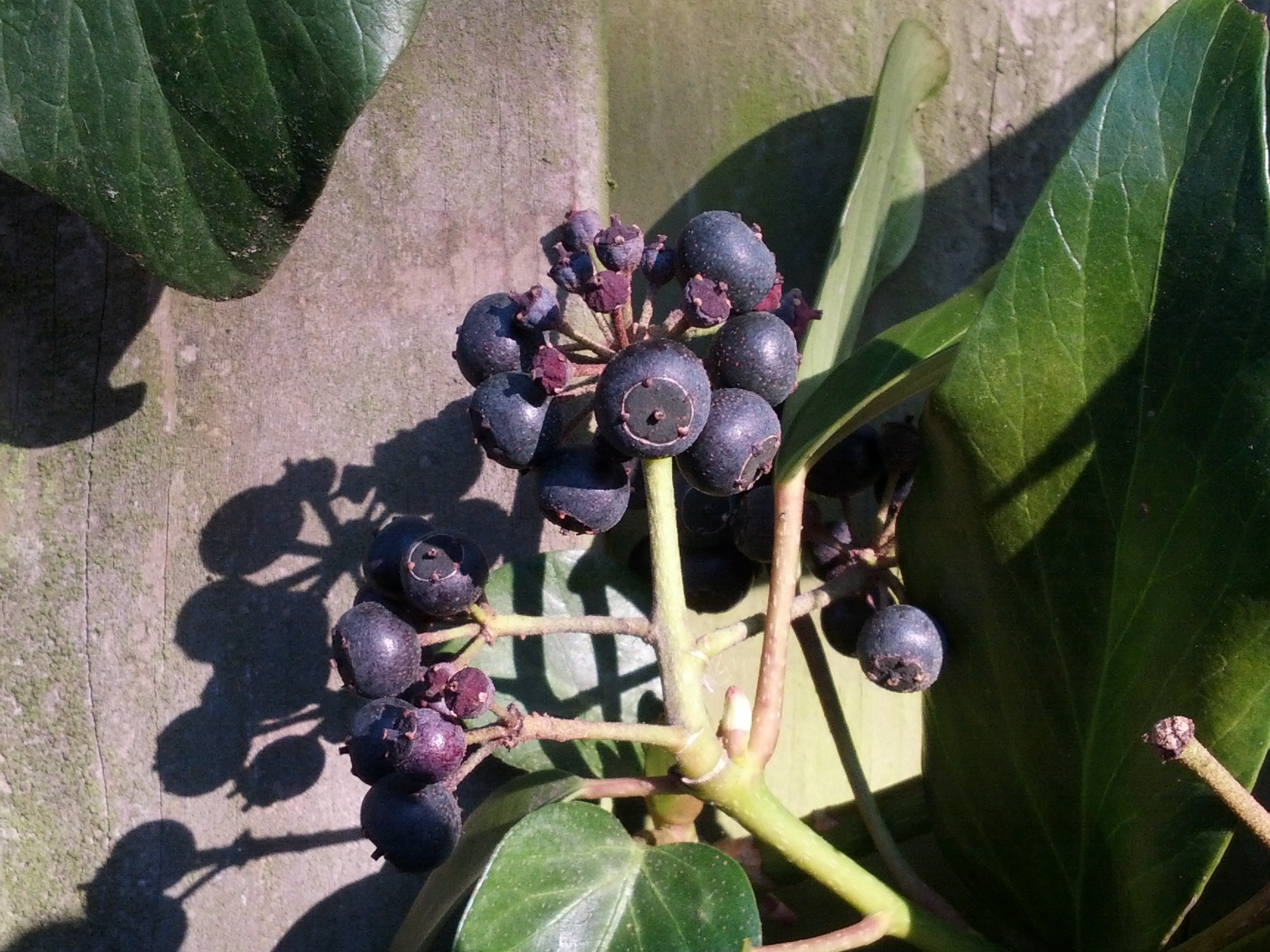 Hedera colchica (door Ruud Beringen)