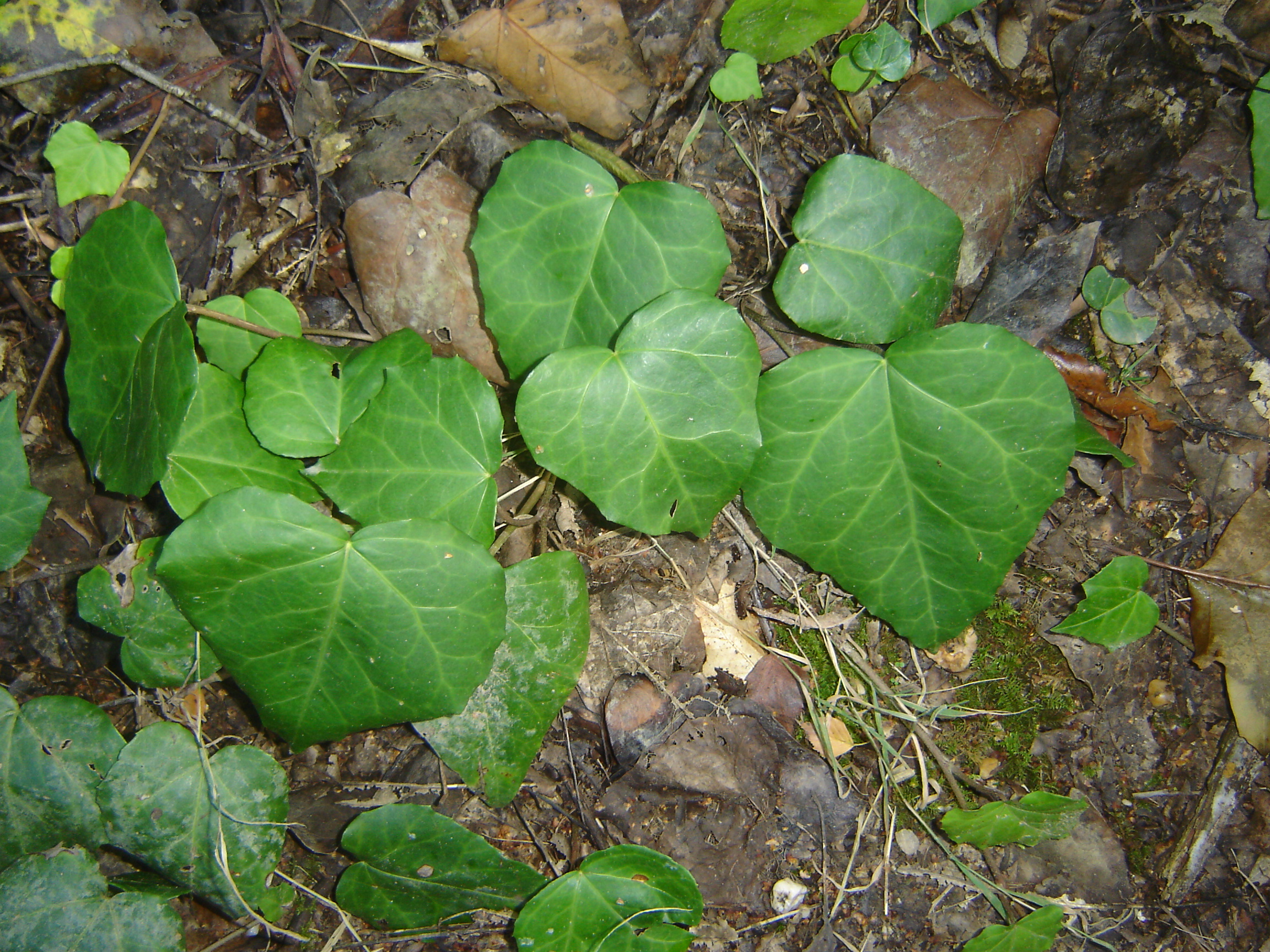 Hedera colchica (door Ruud Beringen)