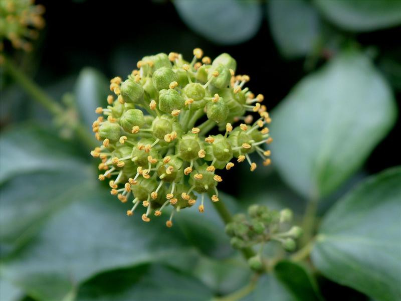 Hedera helix (door Adrie van Heerden)