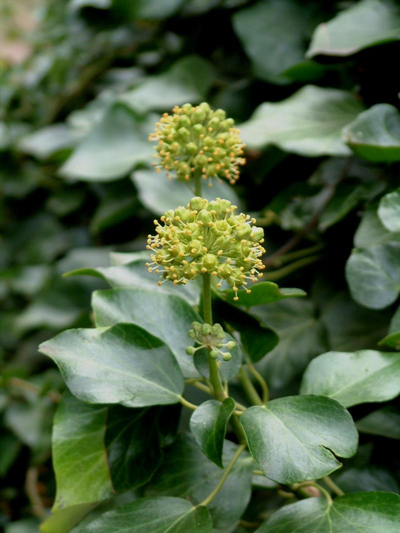 Hedera helix (door Adrie van Heerden)