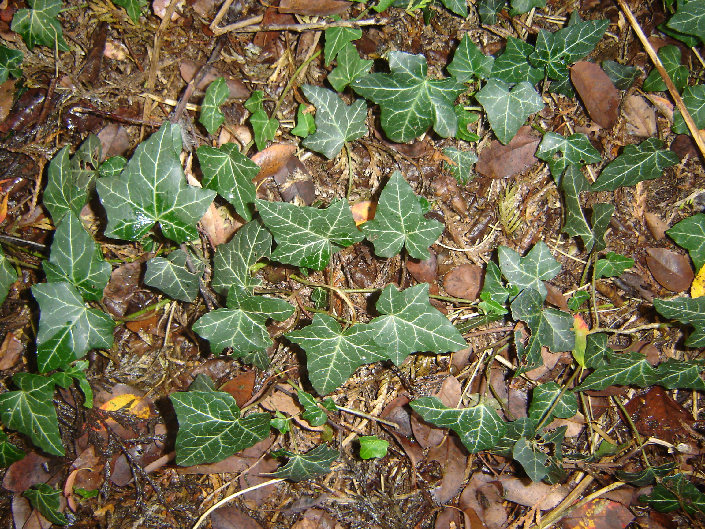 Hedera helix (door Ruud Beringen)