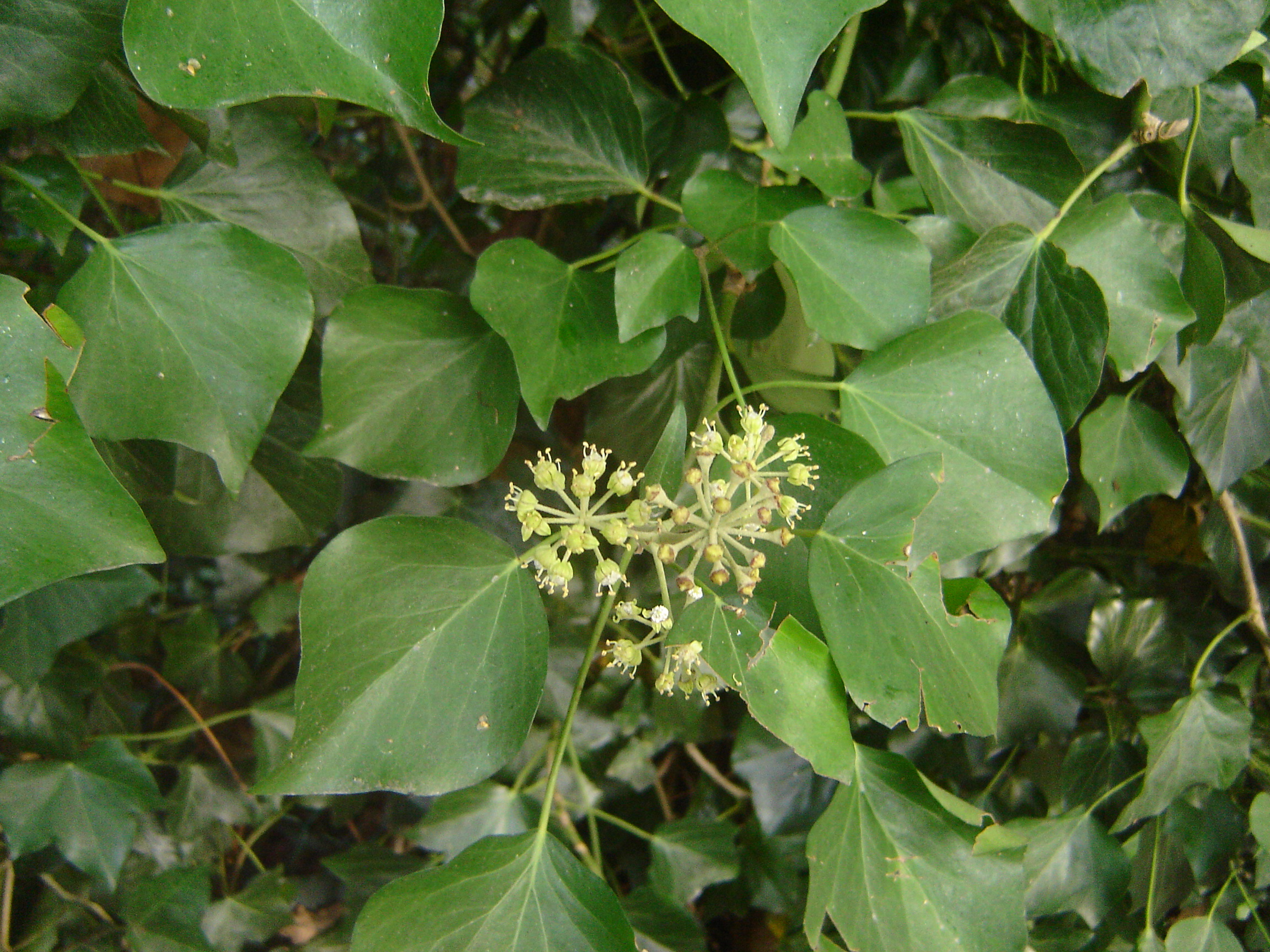 Hedera hibernica (door Ruud Beringen)