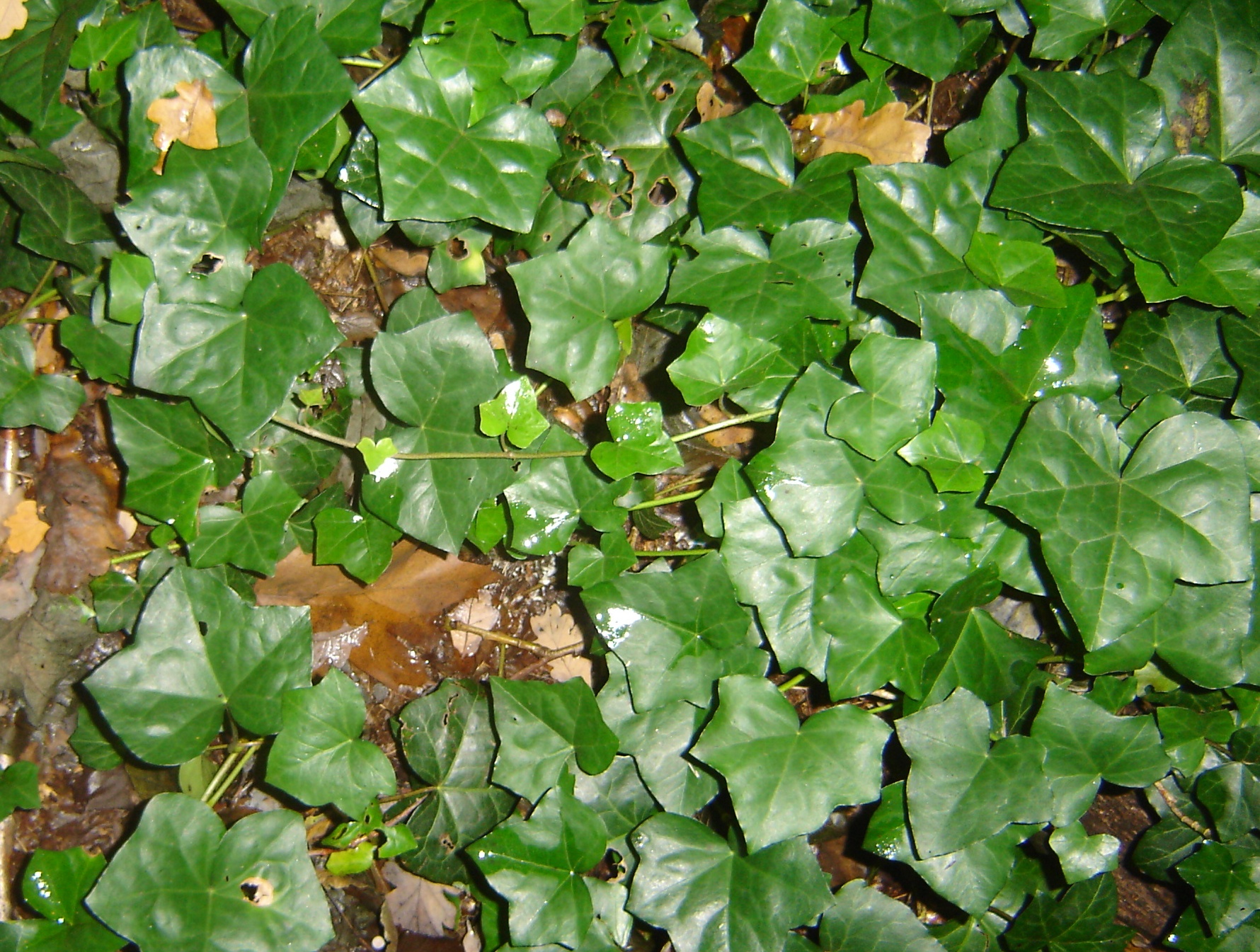 Hedera hibernica (door Ruud Beringen)