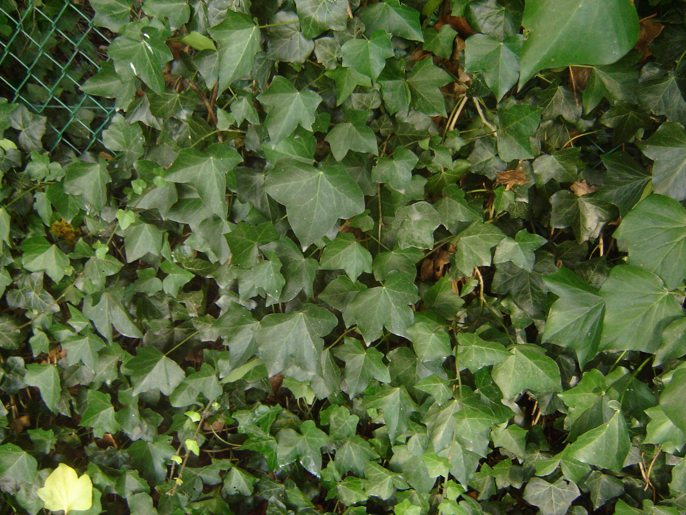 Hedera hibernica (door Ruud Beringen)