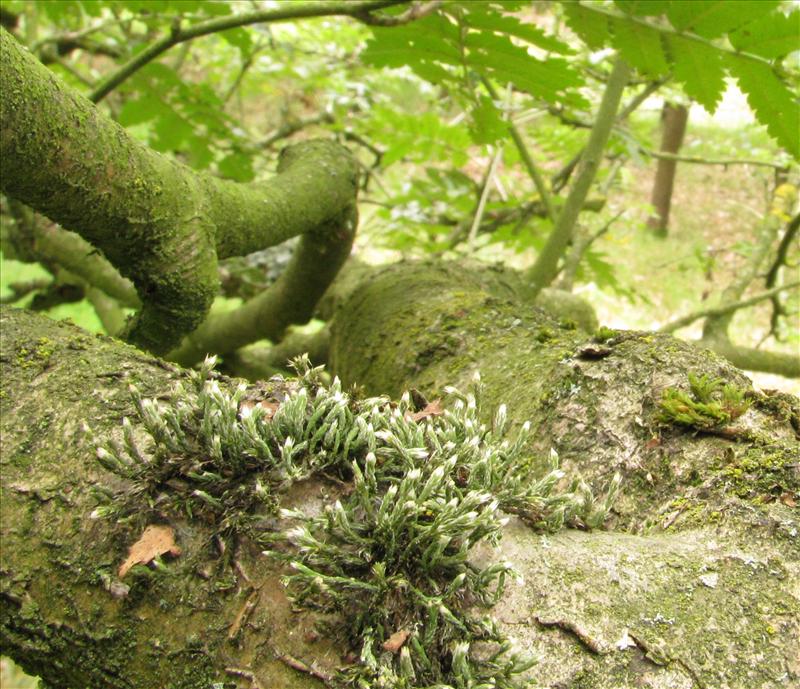 Hedwigia ciliata var. leucophaea (door Klaas van Dort)