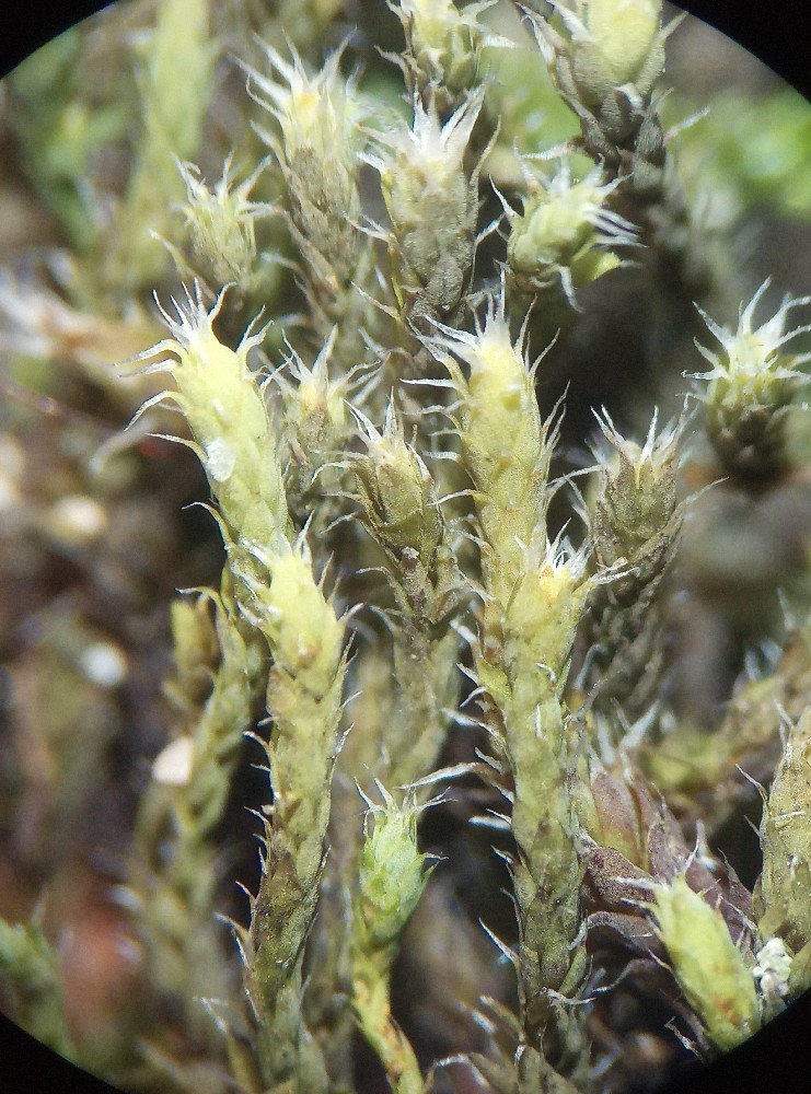 Hedwigia stellata (door Rens van der Knoop)