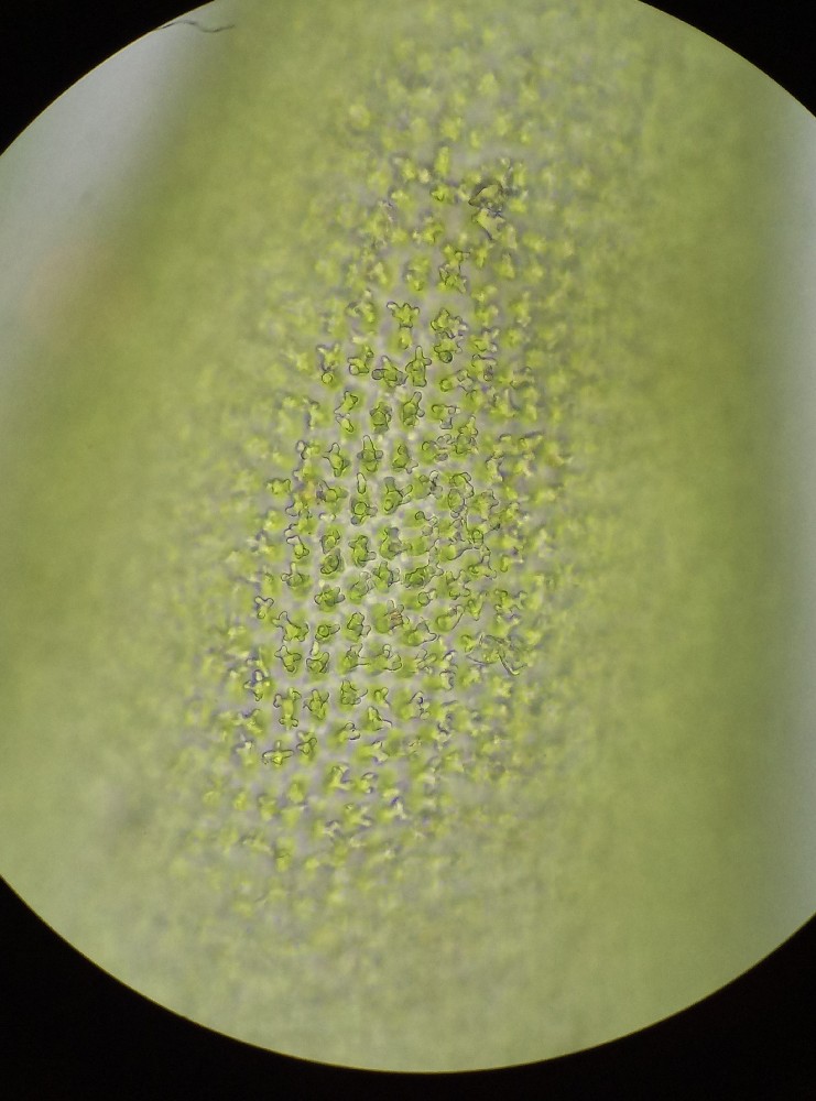 Hedwigia stellata (door Rens van der Knoop)