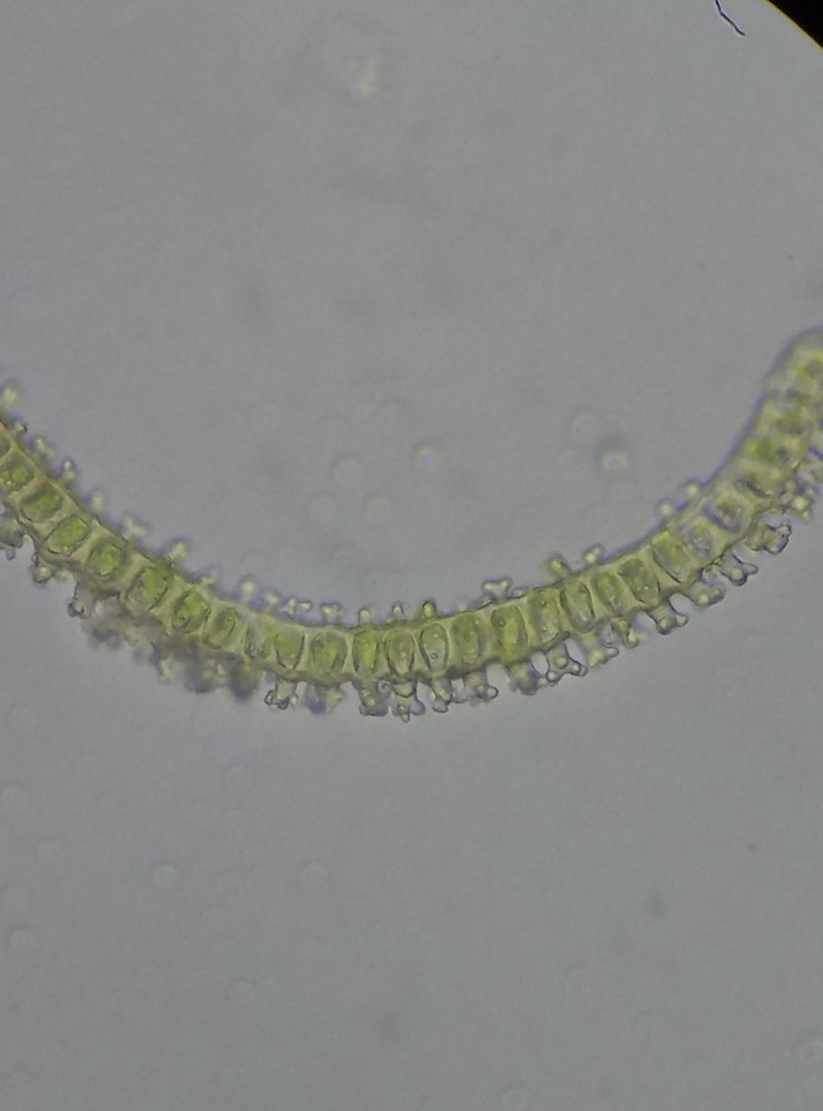 Hedwigia stellata (door Rens van der Knoop)