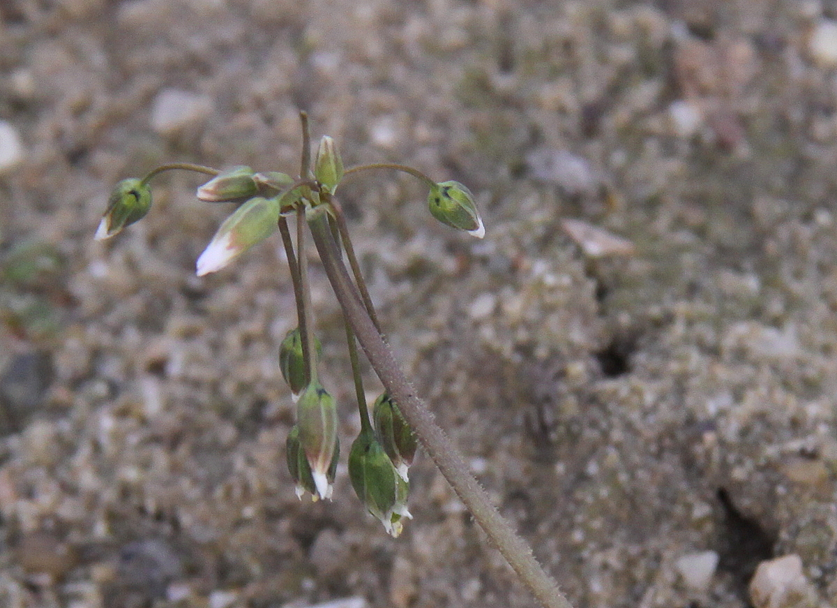 Holosteum umbellatum (door Peter Meininger)