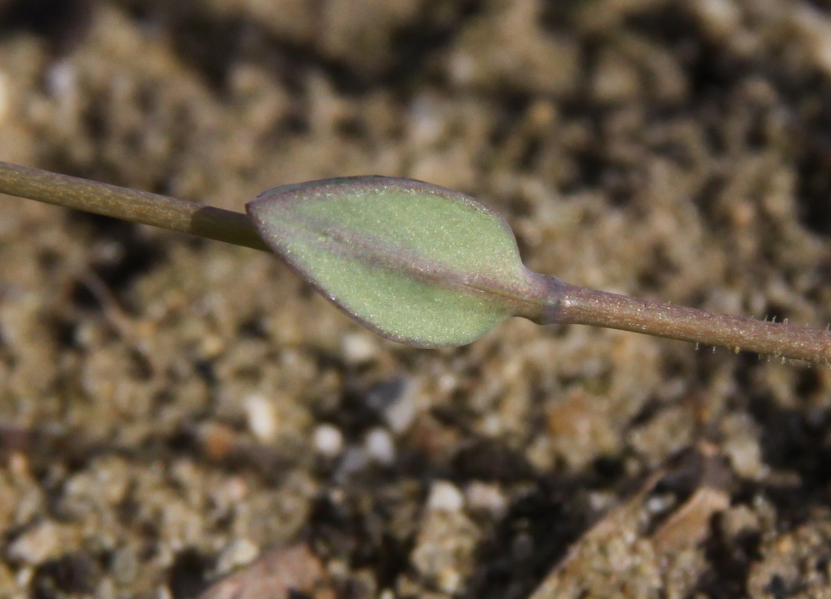 Holosteum umbellatum (door Peter Meininger)