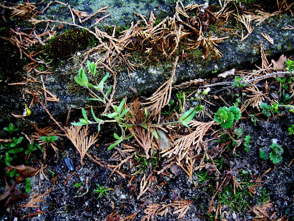 Holosteum umbellatum (door Toon Verrijdt)