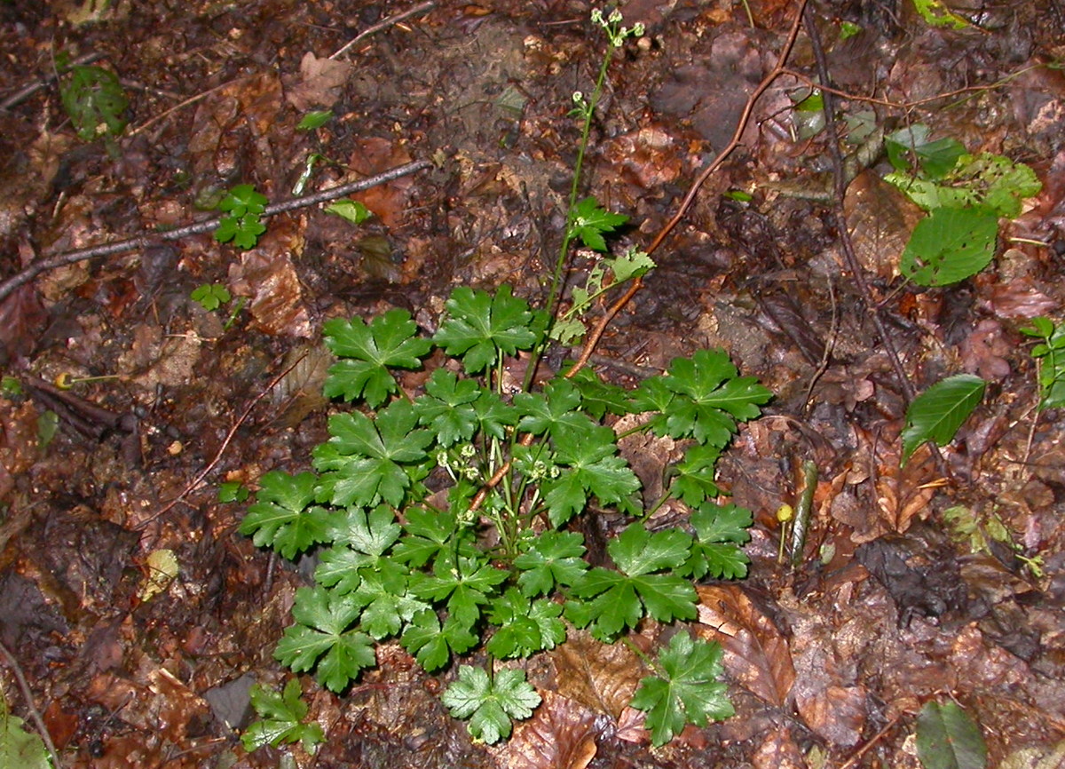 Sanicula europaea (door Peter Meininger)