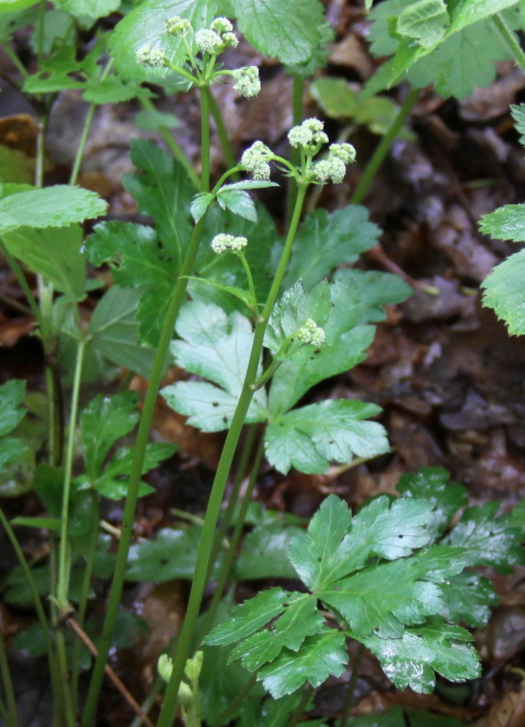 Sanicula europaea (door Peter Meininger)