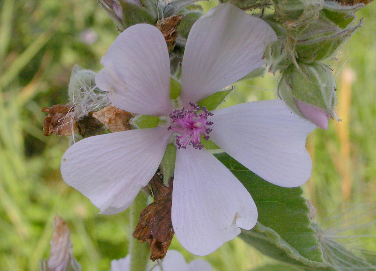 Althaea officinalis (door Peter Meininger)