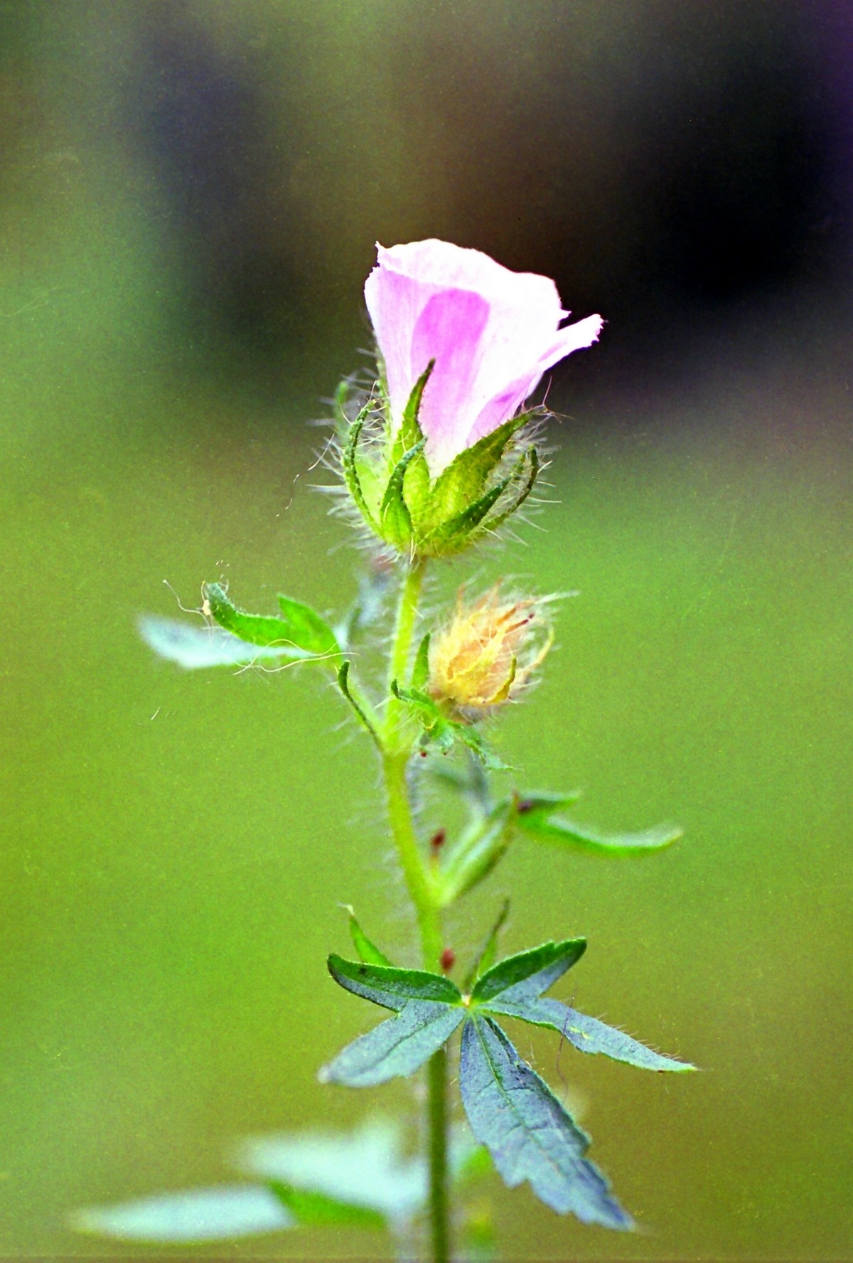 Malva setigera (door Joke Schaminée-Sluis)