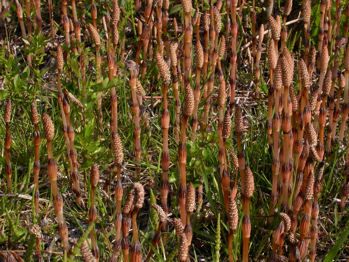 Equisetum arvense (door Peter Meininger)