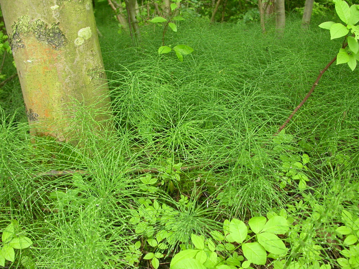 Equisetum arvense (door Peter Meininger)