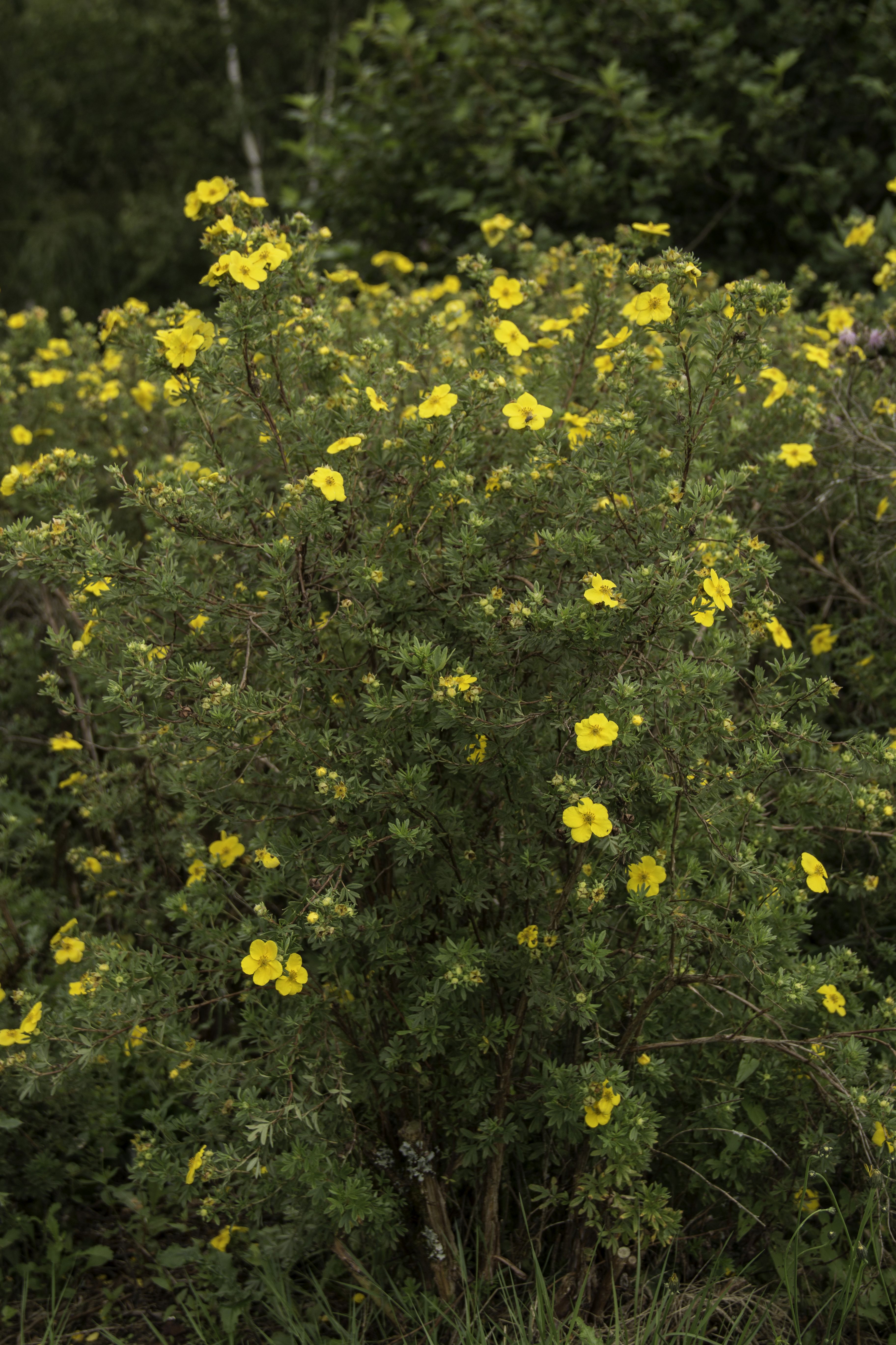 Dasiphora fruticosa (door Mark Uittenbogerd)