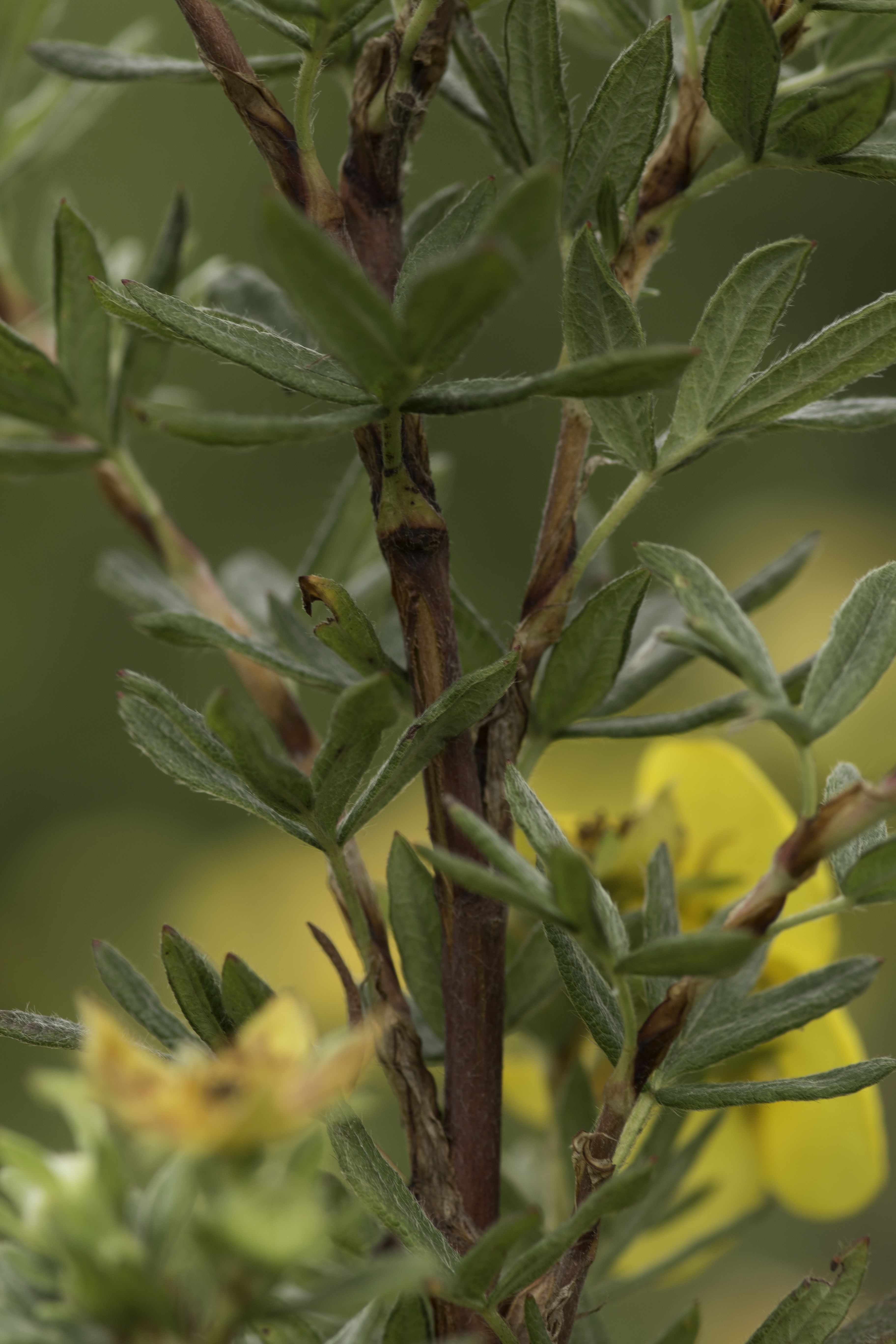 Dasiphora fruticosa (door Mark Uittenbogerd)