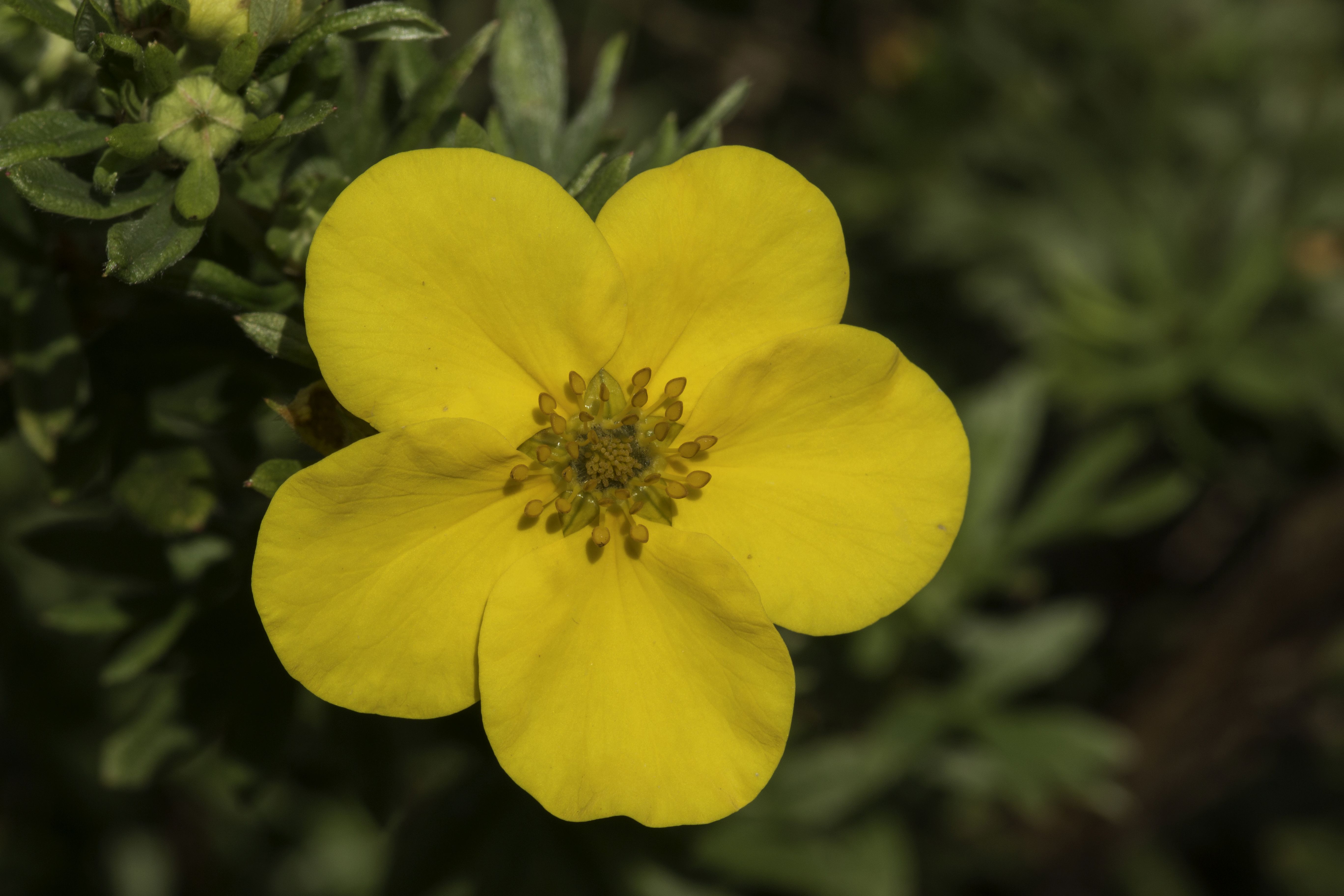 Dasiphora fruticosa (door Mark Uittenbogerd)