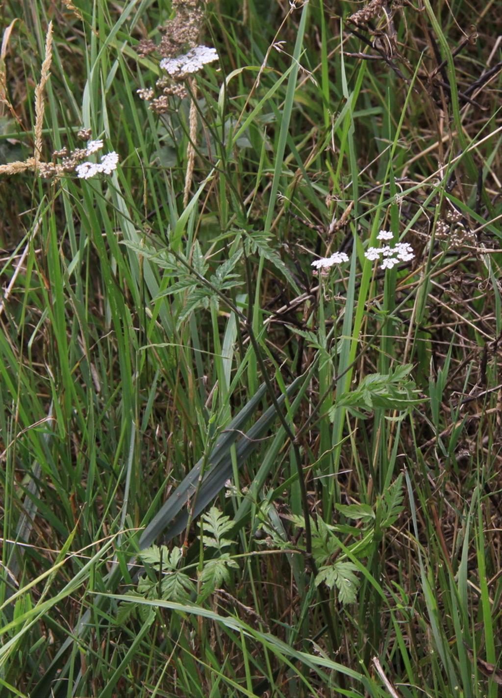 Torilis japonica (door Peter Meininger)