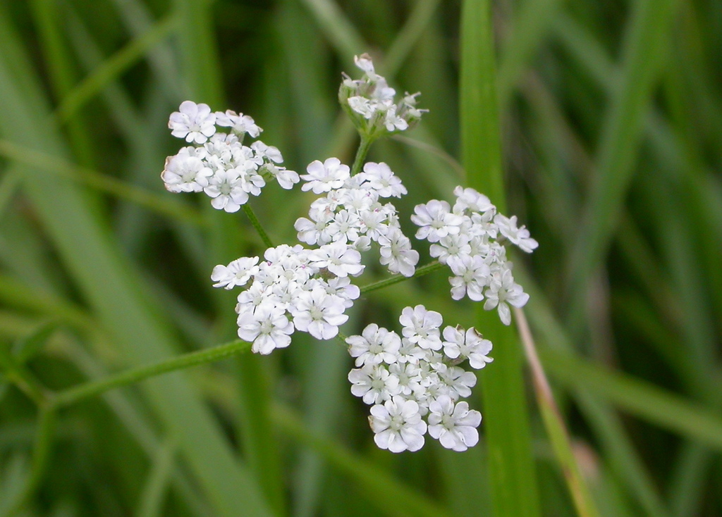 Torilis japonica (door Peter Meininger)