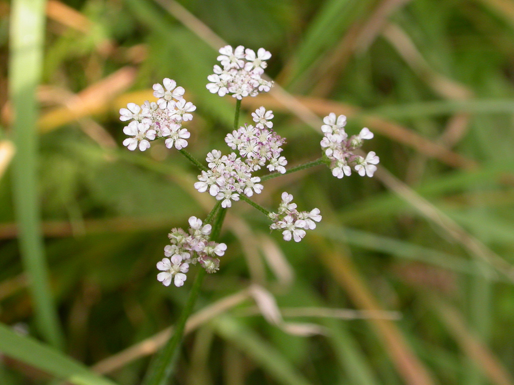 Torilis japonica (door Peter Meininger)