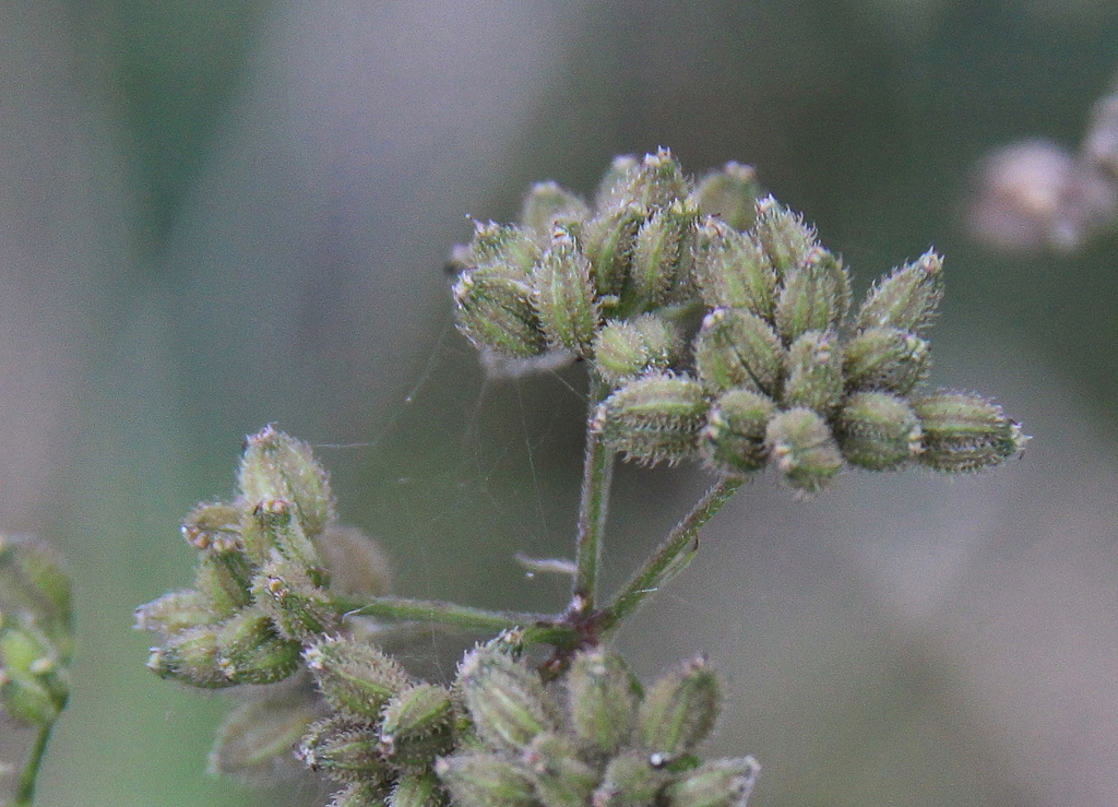 Torilis japonica (door Peter Meininger)